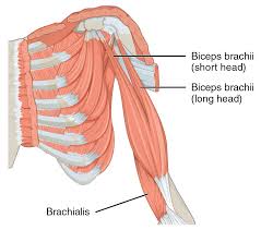 anatomy of bicep