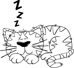 sleeping cat