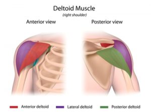 deltoid diagram