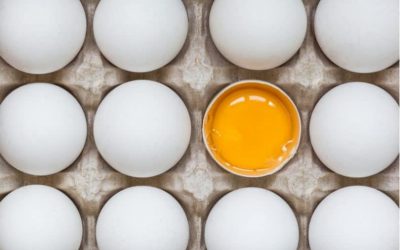 Best Sources of Protein For Building Muscle