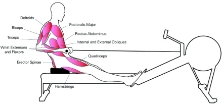 diagram showing the 12 muscles targeted by a rowing machine