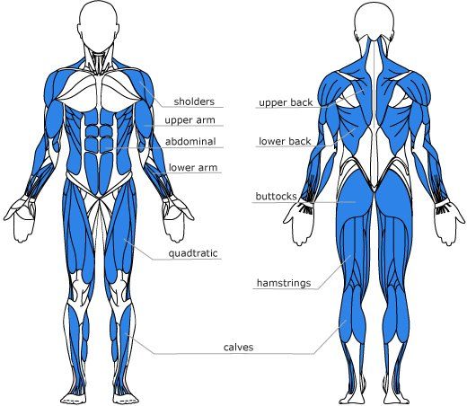 Rowing-Machine-Muscles-Used muscles worked rowing machines