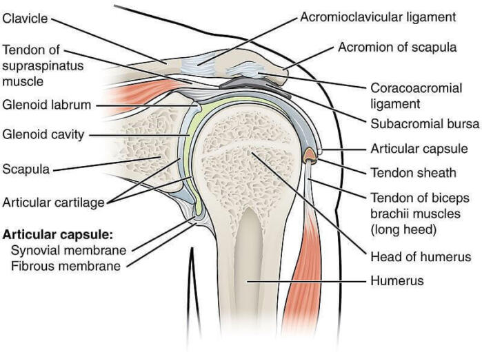 shoulder joint with descriptions