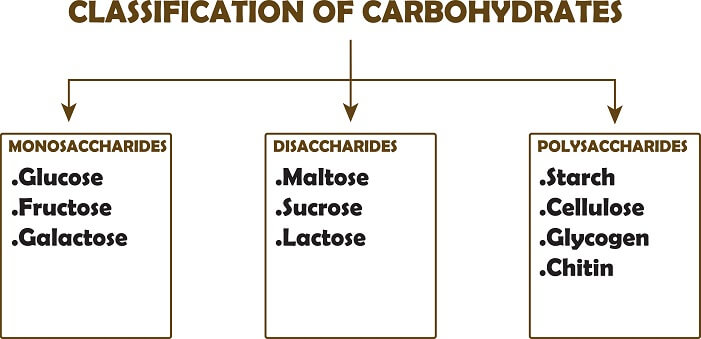 All 13 carbohydrate foods